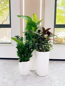 宁波绿植租摆价格实惠